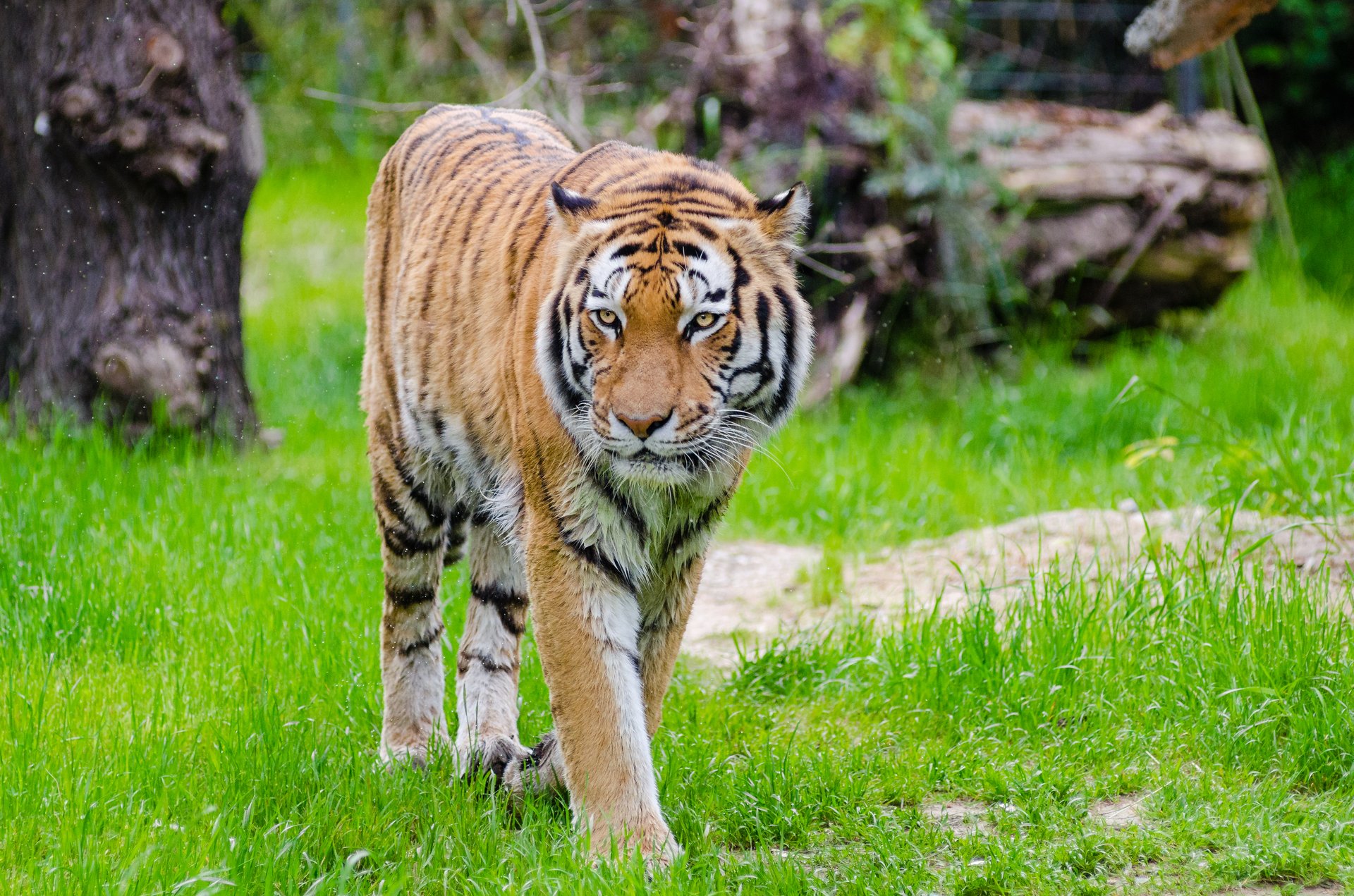 orange-and-black-bengal-tiger-walking-on-green-grass-field-145932